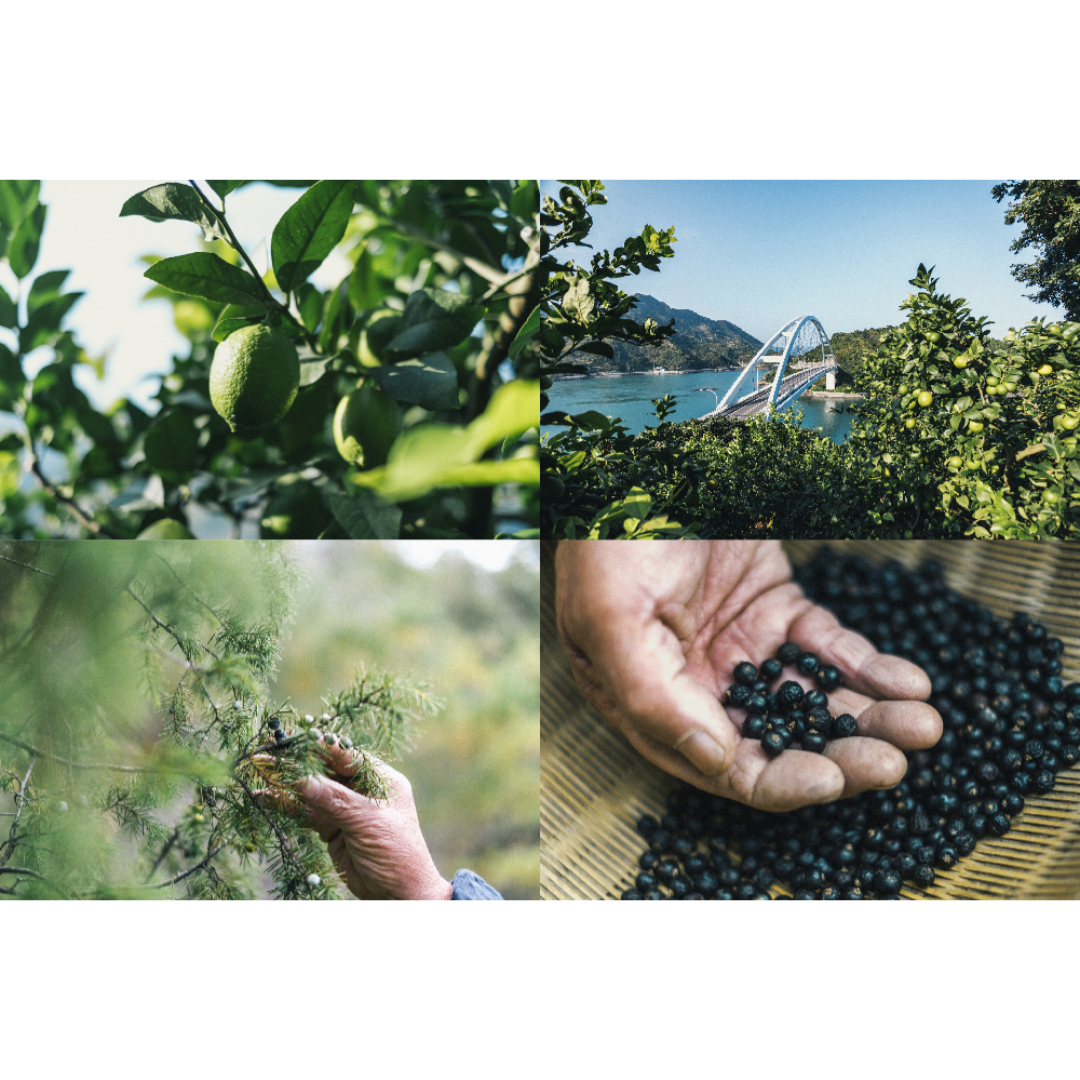 SAKURAO GIN ORIGINAL GIN&TONIC 350ml 6% 缶 350ml