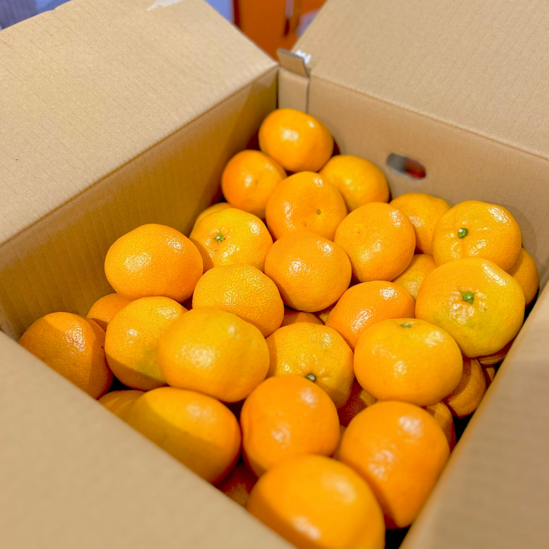 広島県呉市豊町産】 大長みかん 10キロ 青秀 早生 2Lサイズ ～贅沢な