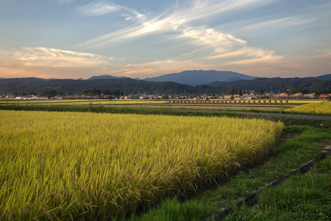 日本酒 山形の田んぼ 稲刈り前