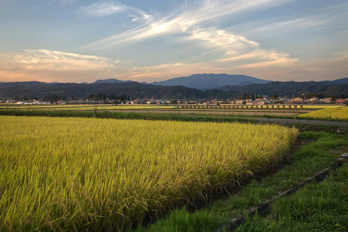 日本酒 山形の田んぼ 稲刈り前