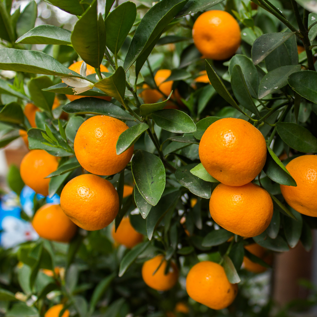 【広島県呉市大長産】 大長　いしじみかん 10キロ  中生（なかて） 2Lサイズ ～贅沢な大粒みかんをお手頃価格で～