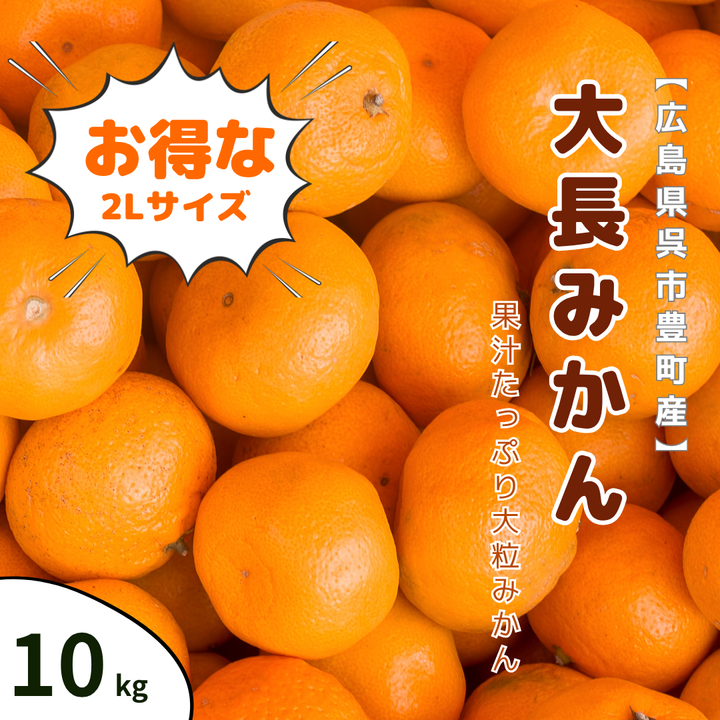 【広島県呉市豊町産】 大長みかん 10キロ 青秀 早生 2Lサイズ ～贅沢な大粒みかんをお手頃価格で～
