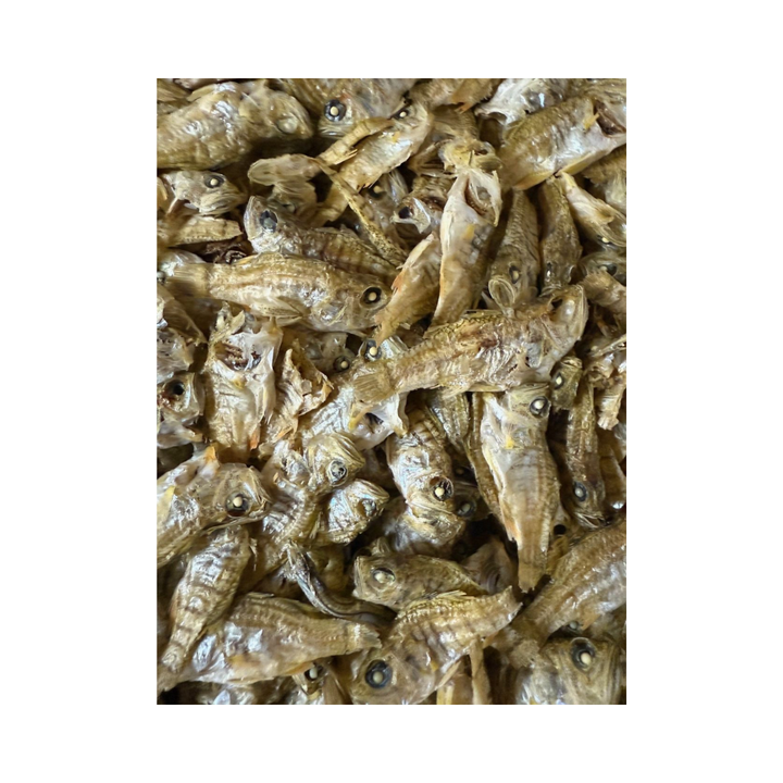 오오니시 벚꽃조개(사쿠라카이·아오야기카이)